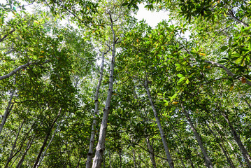 Obraz premium mangrove forest at Pran Buri Forest Park, Prachuap Khiri Khan, Thailand.