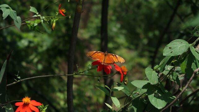 MARIPOSA 