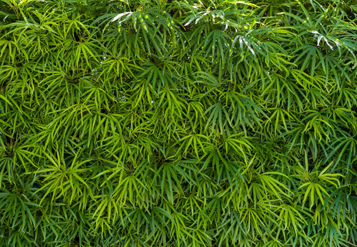 Miagos bush or tanaman aralia, green wall background