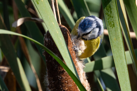modraszka jedząca nasiona