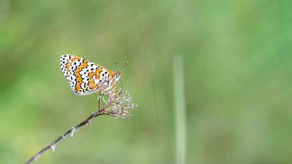 Glanville fritillary - Melitaea cinxia