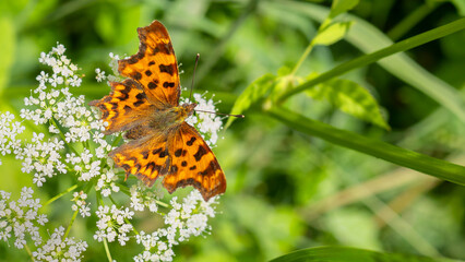 Anglewing butterfly - Polygonia c-album