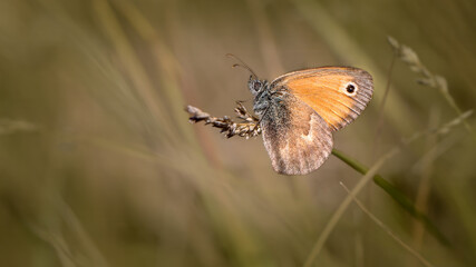 Small heath - Coenonympha pamphilus