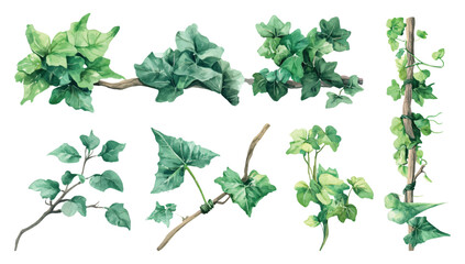 Set of watercolor green creeper leaves hanging vine ivy houseplant bush design resources elements isolated on transparent background