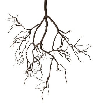 Underground light plant root on isolated background..
