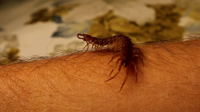 Giant centipede crawls on a human (Exotics vet) arm without causing harm. These insects don't bite unless they sense something threatening them. Centipedes are predatory arthropods. Holding insect
