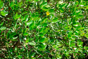 Fototapeta premium mangrove forest at Pran Buri Forest Park, Prachuap Khiri Khan, Thailand.