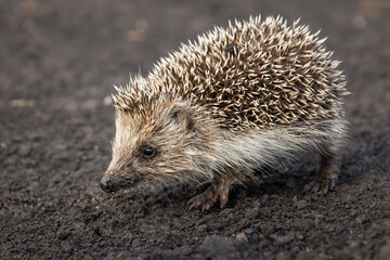 hedgehog on the grass.