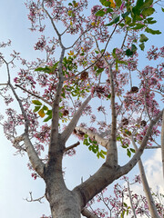 aesthetic pink tabebuia flower tree