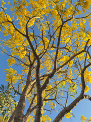 Fototapeta premium image of yellow tabebuia flower blooming