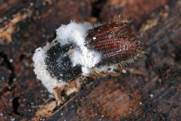 Bark beetle, Ips, Scolytidae, killed by entomopathogenic fungus under tree bark.