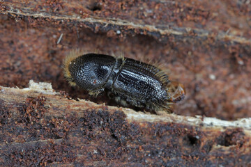 European Spruce bark beetle, Engraver beetle, Common European engraver (Ips typographus), on wood.