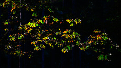 End of summer deep in forest as leaves change color and die in the darkness of shadows with highlights of sunlight