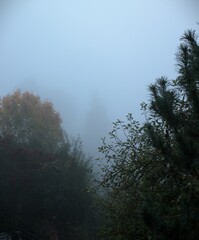 fog in the forest