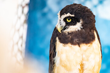 Spectacled owl with blue background 