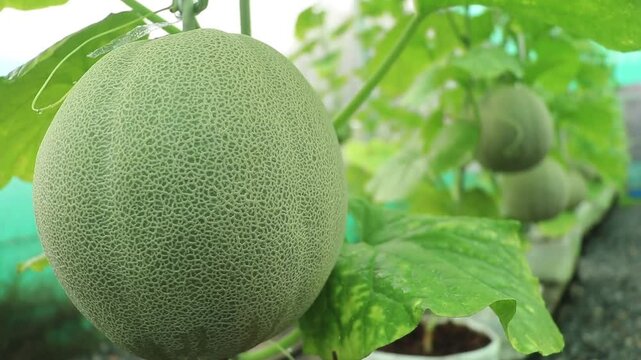 Fresh green melons from trees growing in the garden