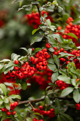 Heart of Nature: Red Berries and Green Leaves 