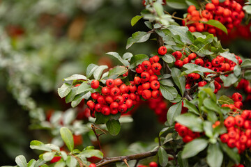 Obraz premium Heart of Nature: Red Berries and Green Leaves 