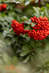 Obraz premium Heart of Nature: Red Berries and Green Leaves 