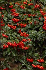 Naklejka premium Heart of Nature: Red Berries and Green Leaves 