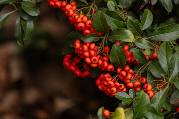 Obraz premium Heart of Nature: Red Berries and Green Leaves 