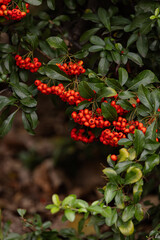 Heart of Nature: Red Berries and Green Leaves 