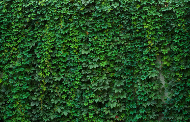 Wild grape green wall, wall covered with vine green leaves of maiden grapes