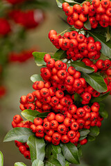 Fototapeta premium Heart of Nature: Red Berries and Green Leaves 