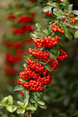 Obraz premium Heart of Nature: Red Berries and Green Leaves 