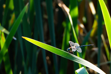 ważka na trawie © Lukasz