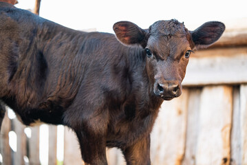 Charming black angus calf in a traditional barn, capturing the essence of countryside living with...