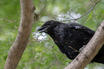 crow
