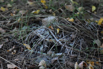 milk mushroom under black moss on the ground