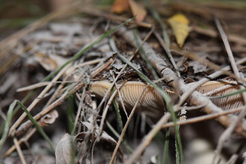 Milky mushroom in the pine  forest, close-up, macro photography, selective focus.