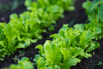 Organic lettuce thriving in a vibrant garden, offering the promise of delectable salads. Embracing...