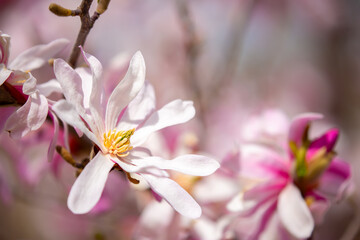Blooming magnolia in spring. Beautiful buds of pink flowers close-up with blurred space for text.