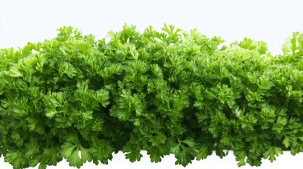 Fototapeta premium Fresh Parsley Leaves - Green Herb, Culinary Garnish