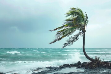 Palm Tree Bent Over on Rocky Beach
