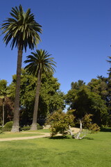 Paisagem de gramado com coqueiros