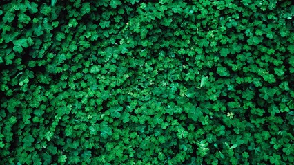 Green background for laptop or PC wallpaper