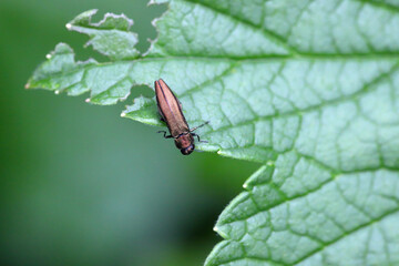A common beetle of the genus Agrilus, Buprestidae family on the green leaf.
