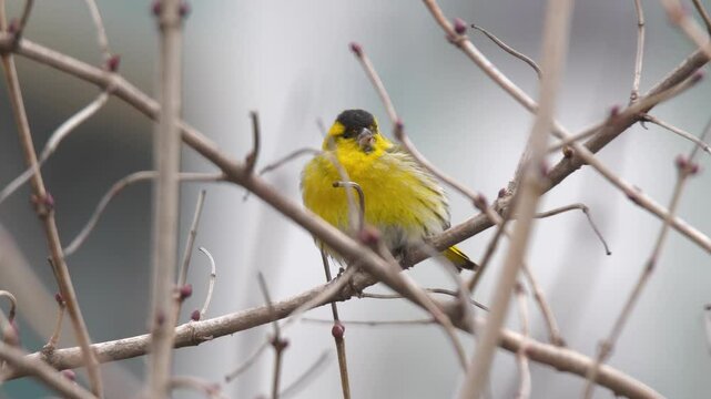 Wildlife - Birds. Eurasian siskin (Spinus spinus), open areas with bushes with low plants, steppes are their habitat. They generally feed on grass seeds and cereal grains.