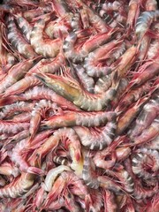 Raw cat tiger shrimp.this photo was taken from Chittagong,Bangladesh.