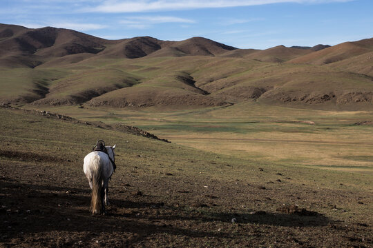Cheval mongole devant un paysage de steppe mongole.