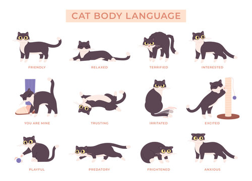Cat language poster. Various kitten poses, pet play relaxed anxious trusting exited. Cats actions and emotions map, animal body expressions racy vector set