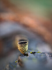 Small mushroom in a chestnut forest.