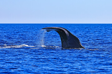 Obraz premium Cachalot Au large de Sanary-sur-Mer