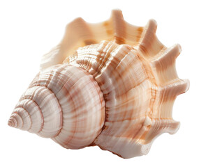 PNG Seashell with intricate patterns, isolated on white background.