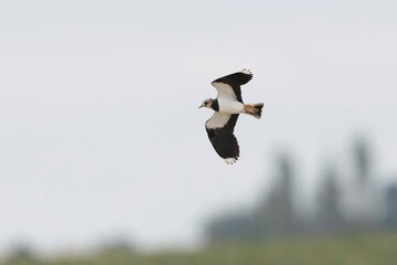 Northern Lapwing Vanellus vanellus in flight in Central France