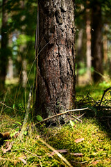 Pnie drzew Sosnowych © Stefan